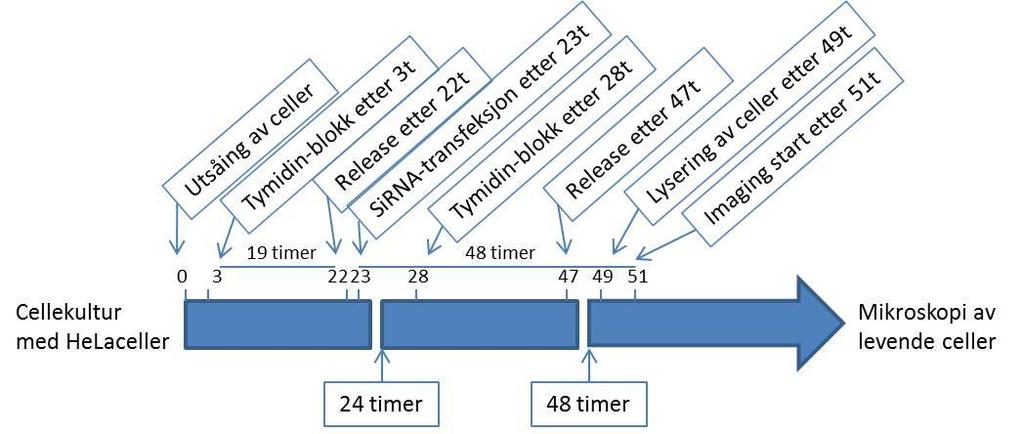 til celleskåler for studie av levende celler og utsatt for en ny 19 timers tymidinblokkering.