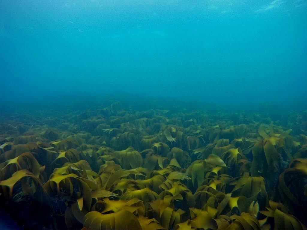 Stortare (Laminaria hyperborea) -Stortare er en av syv tarearter langs norskekysten, og dominerer biomassemessig (>50.000.