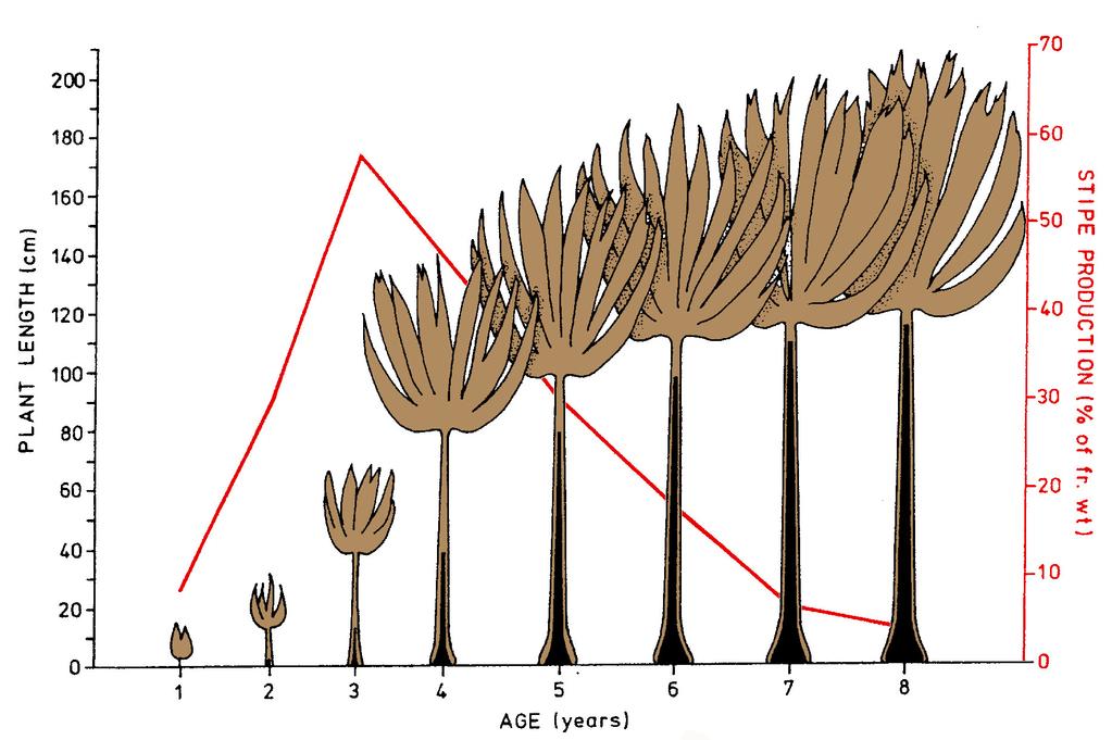 Plantelengde hos ulike aldersgrupper av stortare (Laminaria hyperborea)