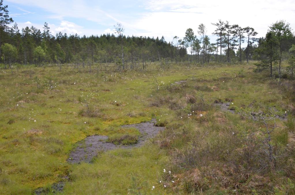 Sett bilde av salamander