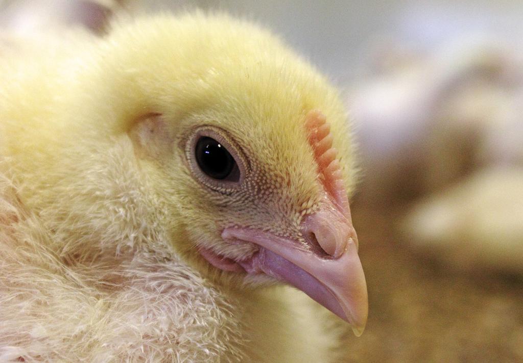 Likevel fortsetter kyllingoppdrettet. // NØKKELTALL Antall slaktekyllinger i Norge, 2016: ca. 63,3 millioner [1] Antall besetninger med slaktekylling, 2015: 647 [2] Flokkstørrelse: Typisk 13.000-20.