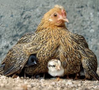 Kyllingene klekkes etter en rugetid på cirka 21 døgn. Hønas kroppsvarme og trofaste tilhold i reiret gir eggene en lun varme gjennom hele rugetiden.
