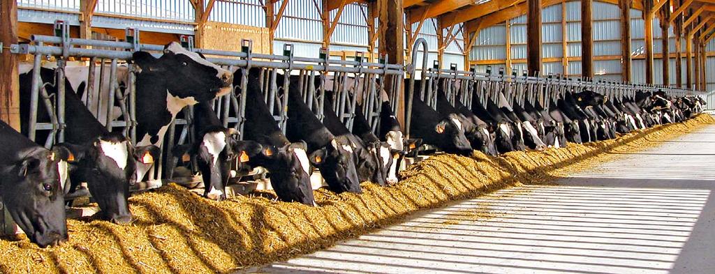 RENT FÔR GIR STØRRE INNTEKTER Økonomien i husdyrholdet er i stor grad basert på kvaliteten på det fôret som høstes og lagres i silo, baller eller løst.