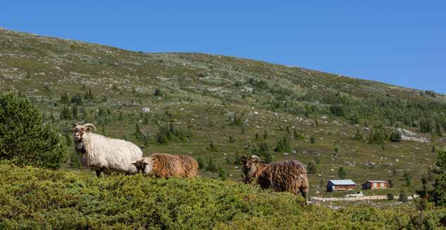 SAUENÆRINGA I OPPLAND Oppland har en stor beitenæring med lange tradisjon for god utnytting av utmarksressursene. Nest etter Rogaland, har Oppland flest sau på utmarksbeite.