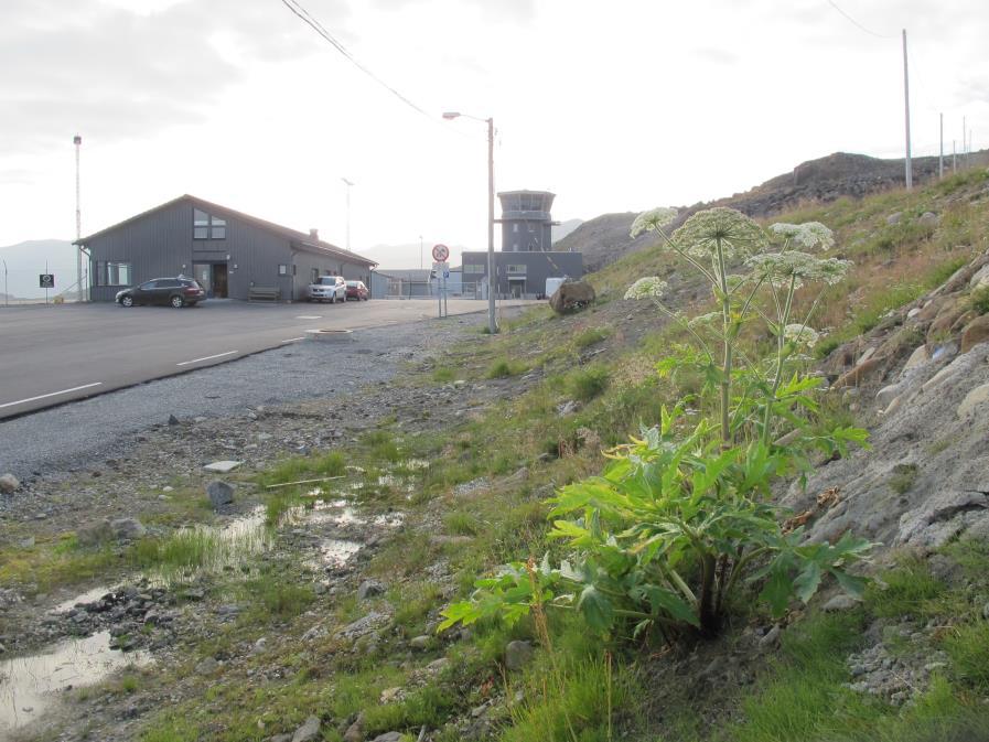 3 NATURFORHOL 3.1 Honningsvåg lufthavn Figur 1. Terminalbygget Honningsvåg lufthavn. Legg merke til tromsøpalme i forgrunnen. Foto: Heiko Liebel. Honningsvåg lufthavn ligger ca.