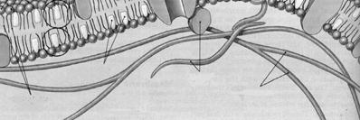 kanal Integrale glykoproteiner Kolesterol Fettsyrehaler Kolesterol Perifere proteiner Cytoskjelett Cytoplasma Kolloider og suspensjoner Større molekyler, som f. eks.