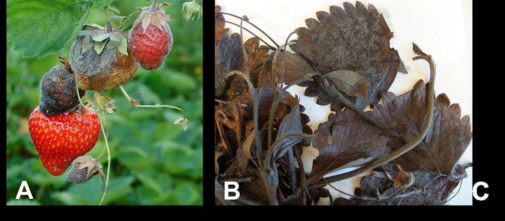 1 Innledning Gråskimmel (Botrytis spp.) er en soppsjukdom som gir alvorlige avlings- og kvalitetstap i produksjonen av jordbær verden over (Fig. 1A).