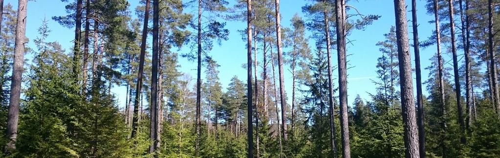 Skog- og trestrategien Fotograf: Anne Mæhlum / Fylkesmannen i Oppland Strategi for skog- og tresektoren i Hedmark og Oppland 2013-2016(2017) er et samarbeid mellom Fylkesmannen i Hedmark,