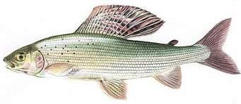 ) Ucrit / fish length 6,4 5,6 6,4 5,6 4,8 4,0 3,2 2,4 4,8 4 3,2 2,4 1,6 0,8 0,0 1,6 0,8 10 C 6