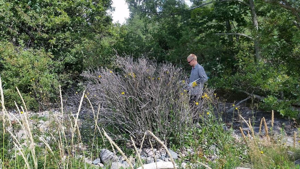 Rynkerose spørytet ved Krokstrand i 2015, fjernet i 2016. Øverst bilde tatt før fjerning, nederst bilde tatt etter fjerning. Hagelupin (svært store forekomster): Blomstrer vanligvis i mai-juni.