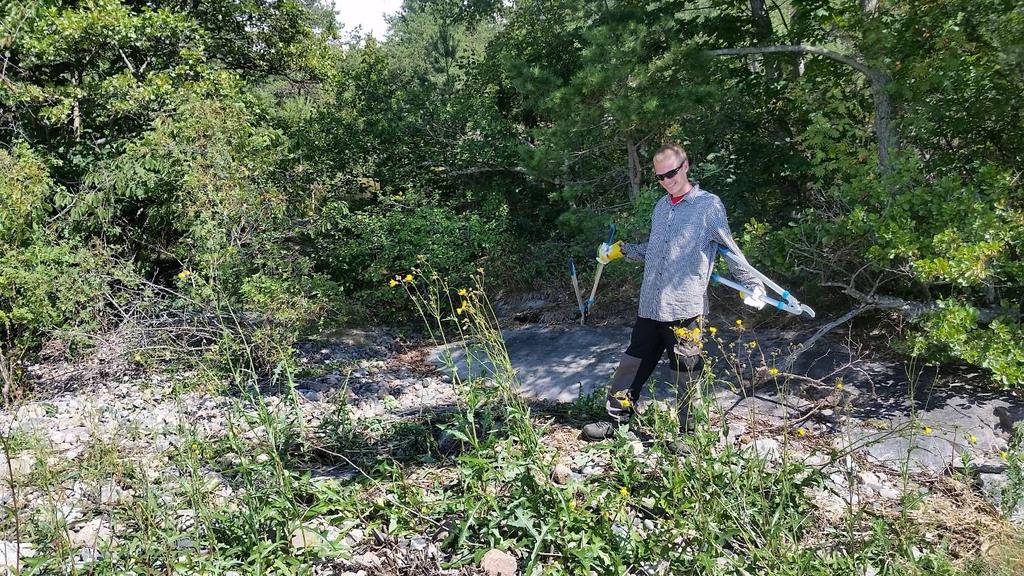 Ved slått slås plantene så nær bakken som mulig på forsommeren, og gjentas utover sesongen. Arten spres lett med flytting av jord (frø kan ligge i inntil 50 år i jorda uten redusert spireevne).