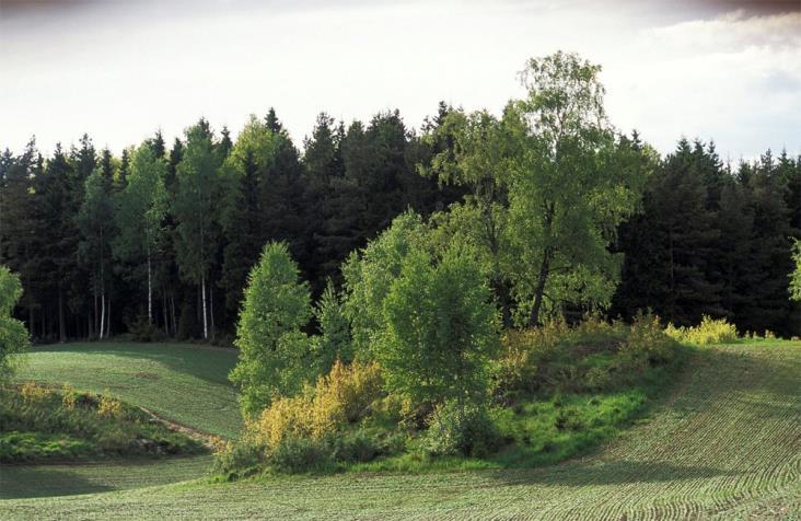 19 Bruk av plantevernmidler Spredning av plantevernmidler i kantsoner og på åkerholmer er forbudt. Forbudet omfatter ikke direkte stubbebehandling.