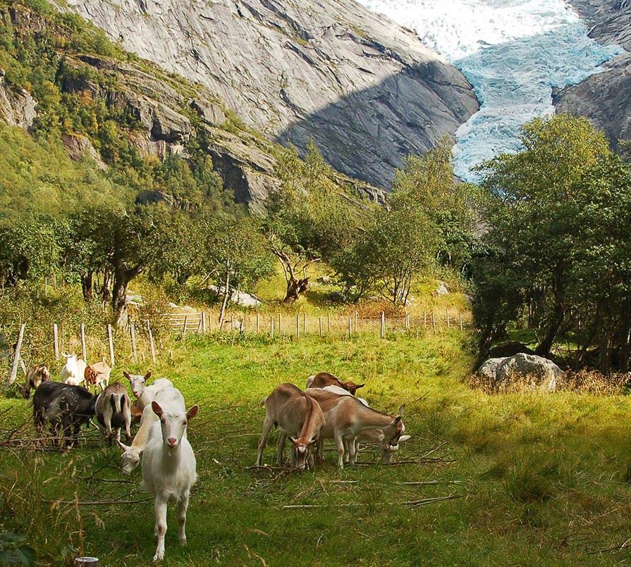 Ved denne er det tilrettelagt med benker for de besøkende. Et nyere etablert oppholdsareal med enkle fasiliteter er satt opp ved snuplassen for Trollbilene (Fig. 19).