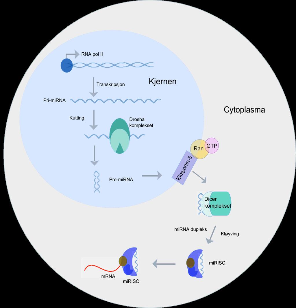 Figur 1.1. Biogenesen av mirna pri-mirna blir transkribert av RNA polymerase II i kjernen.