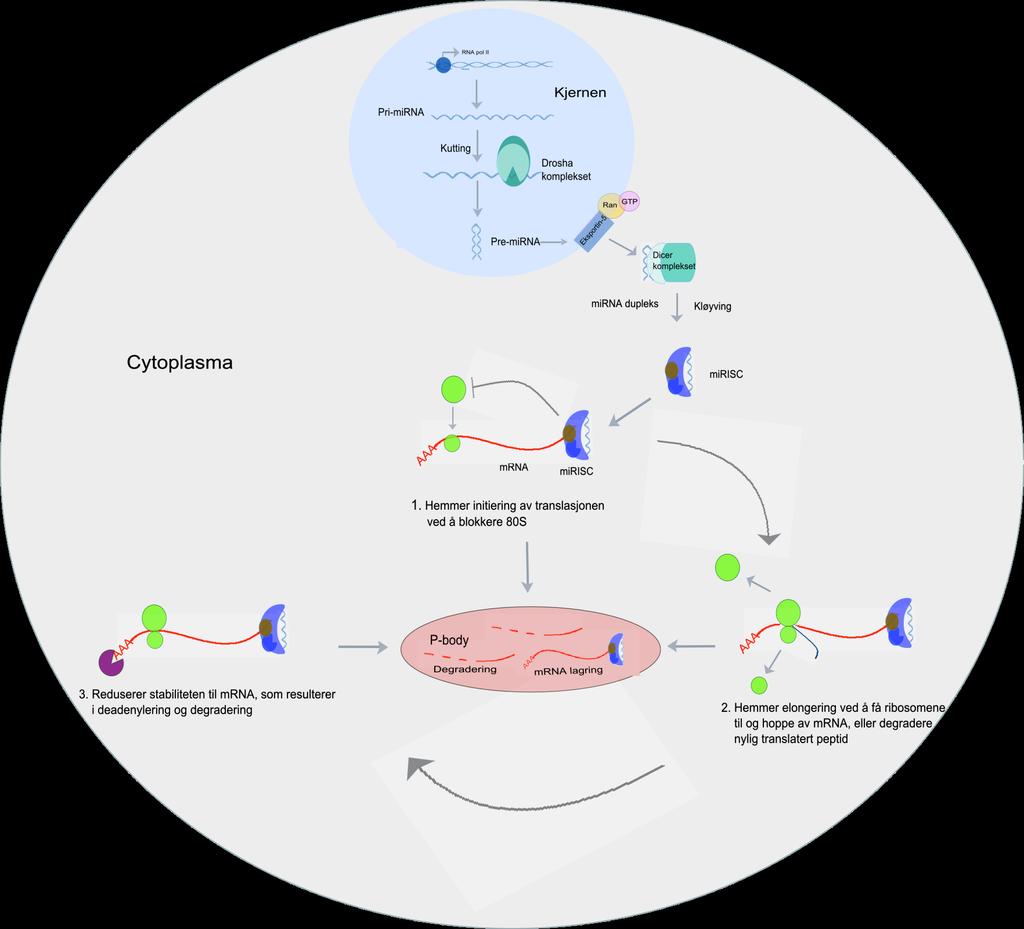 Figur 1.2. Genregulering av mirna, modifisert fra [40]. mirisc binder til bindingssetet på mrna og regulerer genuttrykket via: 1) Hemme initiering av translasjonen ved å blokkere 80 S.