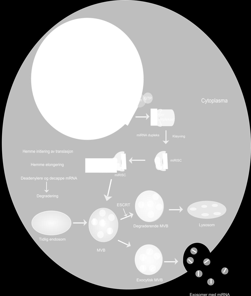 Exosomer blir dannet i MVBs ved invers budding av endosomale membraner.