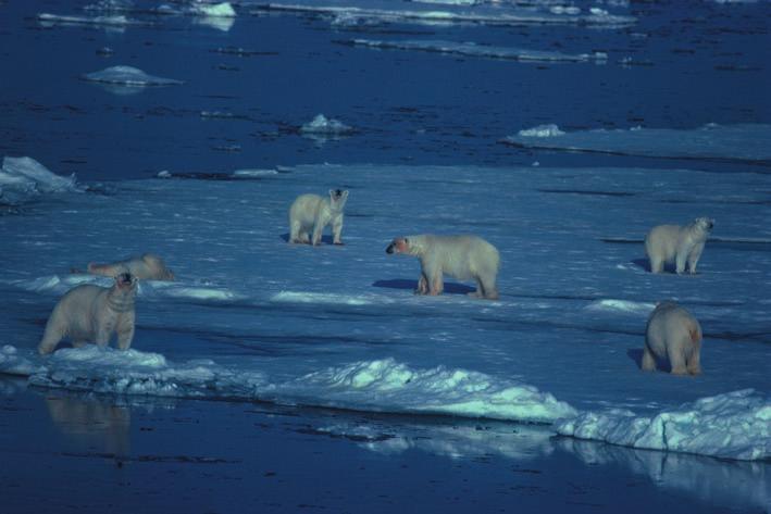 Norsk Rødliste 2006 Innledning Introduction Isbjørn (Ursus maritimus) er en av 212 arter på Svalbard som det er gjort rødlistevurderinger for. Isbjørn er vurdert til rødlistekategori VU.