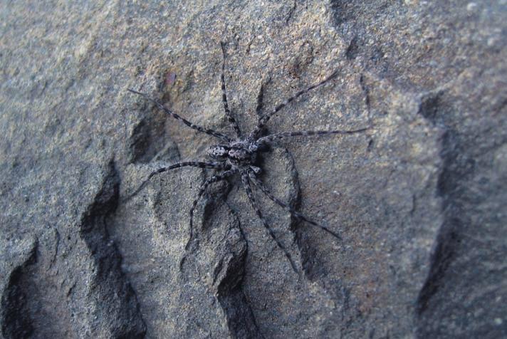 Norsk Rødliste 2006 Generelle resultater General results Fire arter i edderkoppslekten Alopecosa er med på Rødlista 2006. Tre av disse er bare kjent fra sør-østlige deler av Norge.