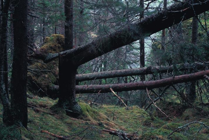 Norsk Rødliste 2006 Påvirkningsfaktorer og miljøtilstand Impact factors and environmental status Omkring halvparten av våre rødlistearter finnes i skog.