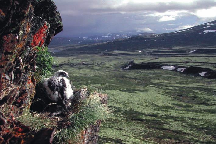 Påvirkningsfaktorer og miljøtilstand Impact factors and environmental status 2006 Norwegian Red List Det er identifisert relativt få rødlistearter med tilknytning til fjellet.