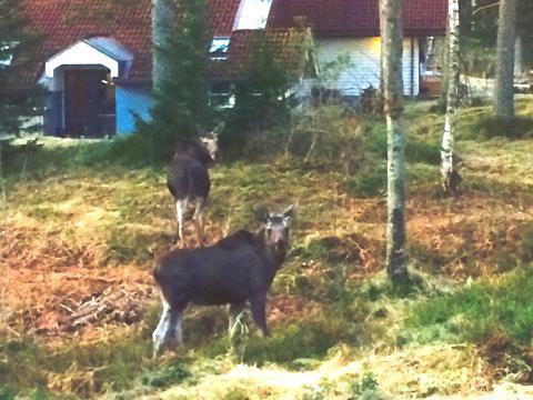 Filmanmeldelse for filmen «Veien til Eldorado» 18.3.