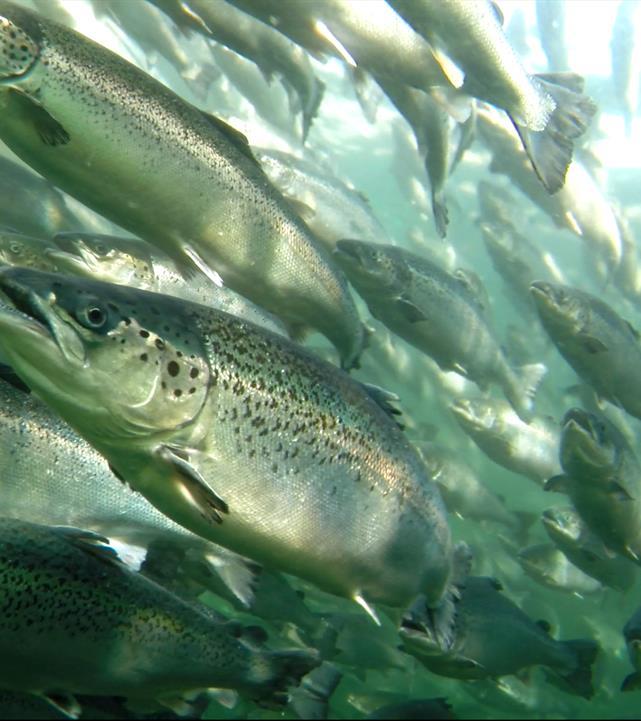 På fiskens premisser Biologien setter absolutte begrensninger Strømhastighet/-varighet og behov for skjerming Bølger På tide å tenke nytt om trenging opp mot overflaten?