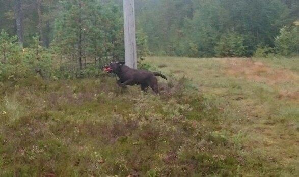 Tidtaker/kontrollør tar tiden, teller poeng og passer på at hunden søker, apporterer og avleverer uten at hundefører må bevege seg inn i selve søksområdet.