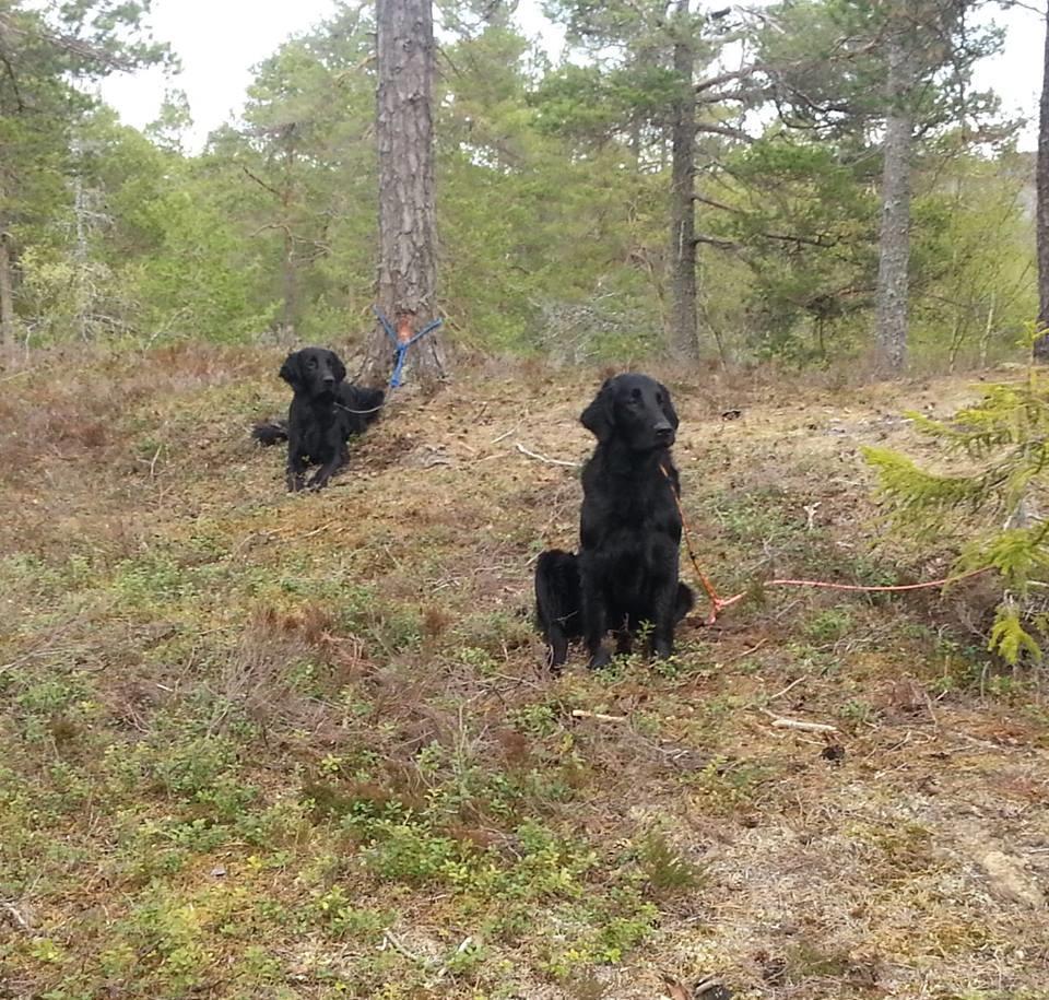 BESKRIVELSE AV POSTENE POST 1: Fot, sitt, bli Blåbær: Fører får overlevert en dummy av dommer og legger denne på anvist sted (A) Hund og fører vender så helt om og går mot ett anvist punkt (B), gjør