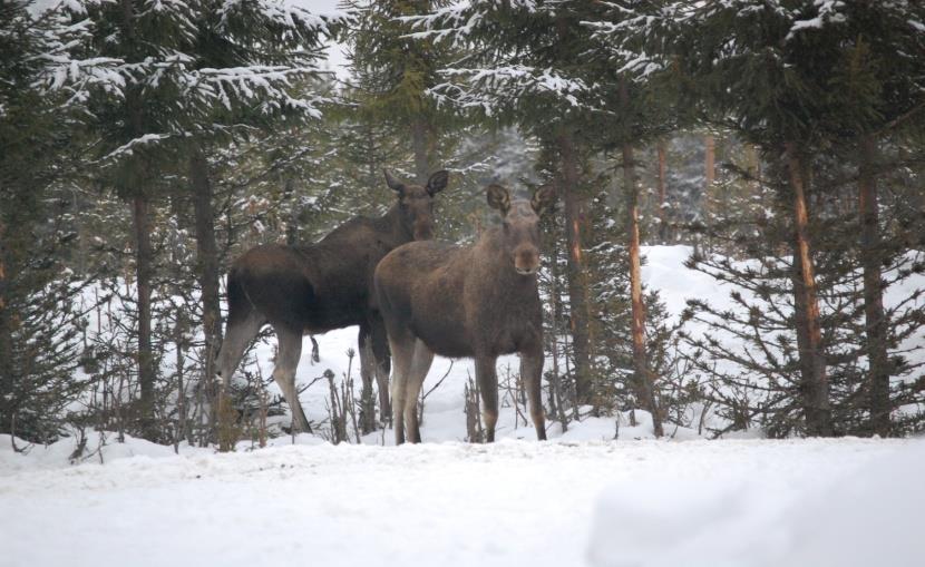 Tabell 11: Oversikt over antall skutte elg i Hedmark i perioden 2008 2012 (SSB) Antall elg skutt Hedmark 2008-2012 Antall Fellingsavgift Sum Kalv 2745 292 801 540 Voksne 5023 496 2 491 408 Sum totalt