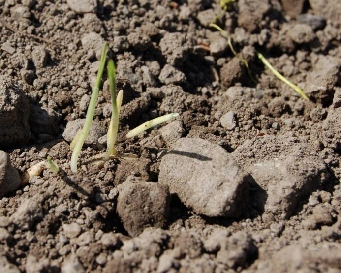 Bildet viser 3 kornplanter, og piggen/koleoptilen på den første planta er