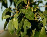 [3] Treet Syzygium guineense tilhører familien Myrtaceae, og er vanlig i de tropiske områder i
