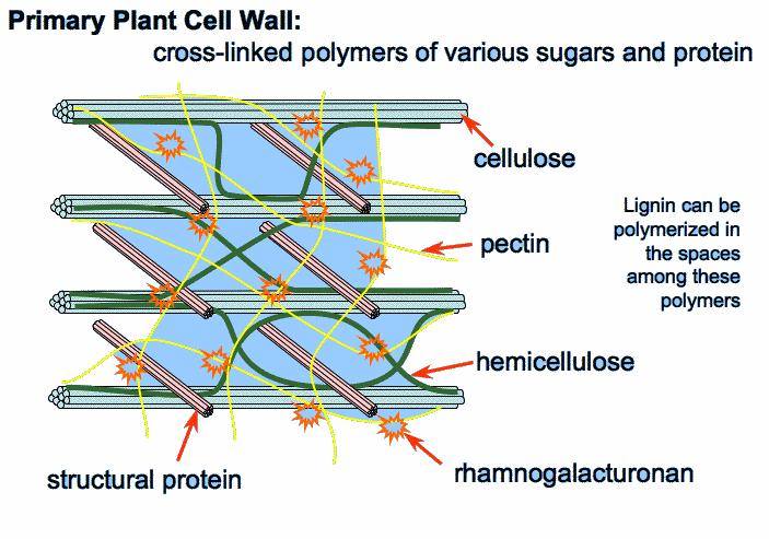 16 4.2 Plantecelleveggen Figur 4: Primærcelleveggen [10] 4.2.1 Oppbygging og funksjon Planteceller skiller seg fra de eukaryote celler ved å ha en cellevegg.