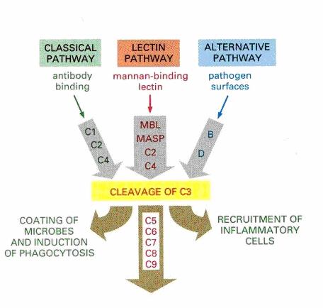25 4.4.3 Komplementsystemet Figur 9: Komplementsystemet [23] Komplementsystemet(figur 9) inngår både i det medfødte og det ervervede immunforsvar.