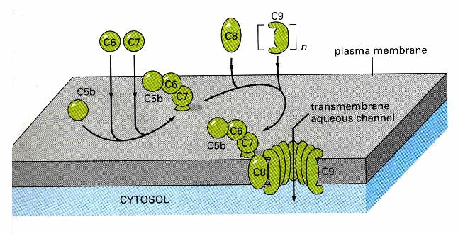 Proteinene jobber etter et kaskadesystem, der et aktivert protein aktiverer neste i kjeden. Hovedkomponentene i kaskaden betegnes C1-C9, eller ved rene bokstaver B, D og H.