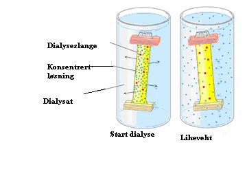 54 Dialyse Figur 16: Prinsipp for dialyse Dialyse er en metode for å separere små og store molekyler i en løsning ved selektiv diffusjon over en semipermeabel membran.