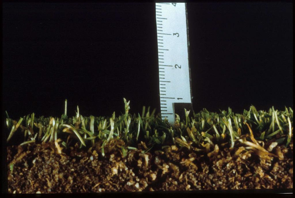 Frø dannes ned til 2-3 mm over jordoverflaten Tunrapp kan bygge opp en enorm frøbank i jorden! data fra en green i Melbourne, Australia (Lush 1988) Antall frø pr m2 Tunrapp 168.000 Krypkvein 4.