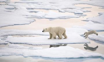 Polar- og nordområdene Effekter av