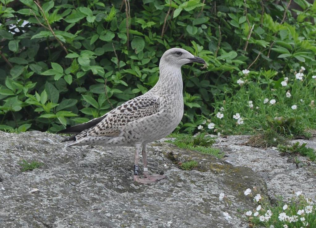 gråmåke, sildemåke) merkes med svarte ringer med hvit skrift. Fiskemåker merkes med hvite ringer med svart skrift eller grønne ringer med hvit skrift.