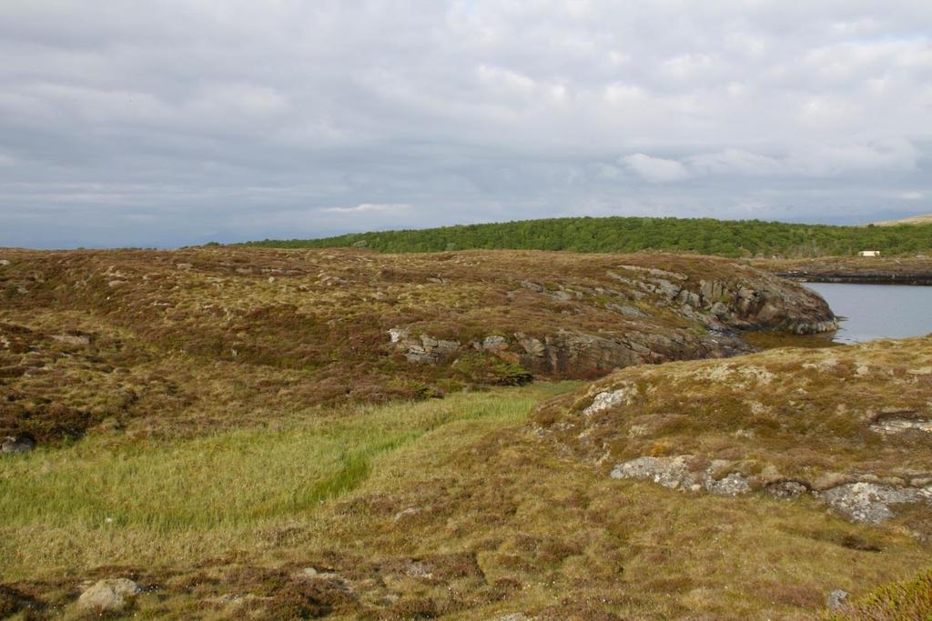 Bilde 8: Lite myrparti i spesielt røsslyngrikt område på østsiden av Torsøya.