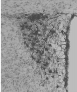 Response to Pituitary Injury Urine output (ml/min) 6 4 2