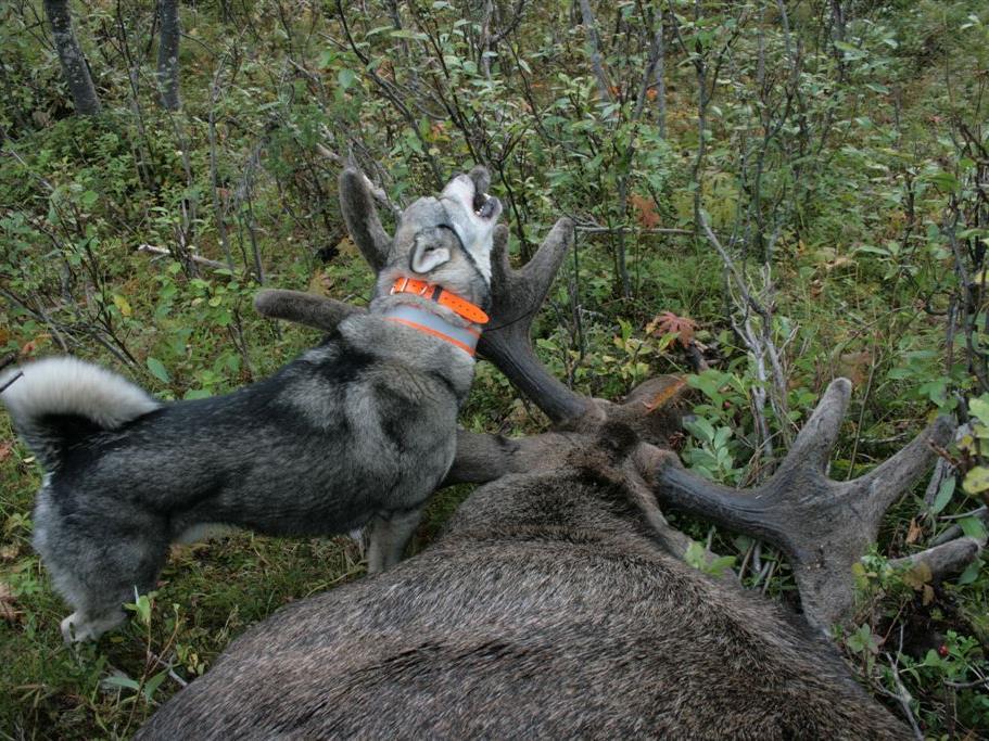 En sali(x) jämthund i Karasjok Sånn