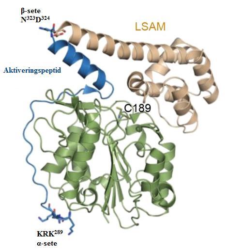 aktivitetsmodulerende domene (LSAM, Asp 324 -Tyr 433 ), som stabiliserer det katalytiske domenet grunnet elektrostatiske interaksjoner ved nøytral ph (figur 1.2) [16, 19].