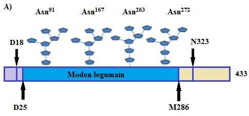 Figur 1.6. N-bundet glykosylering av legumain. A) Potensielle glykosyleringsseter (blå) på asparagin (Asn) i aminosyresekvensen til legumain. Figuren er modifisert fra masteroppgave (2015) [39].