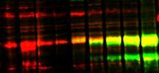 A) Immunoblott av legumain-mp-l01 kompleks og B) immunoblott av cellelysat viser uttrykk av legumain (rød; øverste panel), MP-L01 (grønn), samt samlokalisering av legumain og MP-L01 (gult).