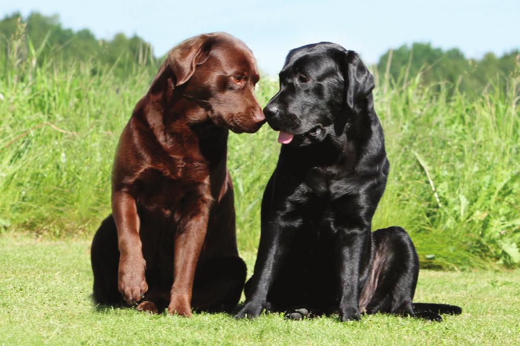 Valg av hund HANNHUND ELLER TISPE? Man må vurdere fordeler og ulemper med hvert kjønn. En tispe har løpetid to ganger i året (noen raser sjeldnere) og løpetiden varer i ca tre uker.