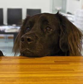 Spør hva du må gjøre og hvor mye arbeid det krever for å få en veltilpasset hund, slik slipper du ubehagelige overraskelser i etterkant. En hund lever i ca 10-15 år.