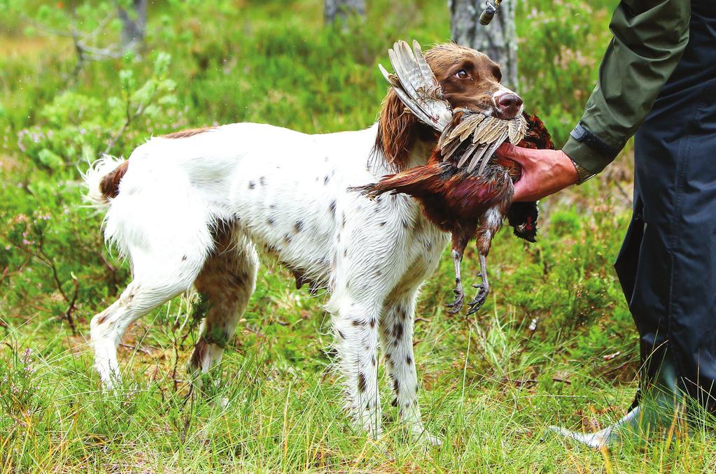 Valg av hund DRIVENDE- OG SPORHUNDER Alle rasene i denne gruppen er typiske jakthunder avlet for å forfølge byttet på jakt mens de loser (bjeffer).