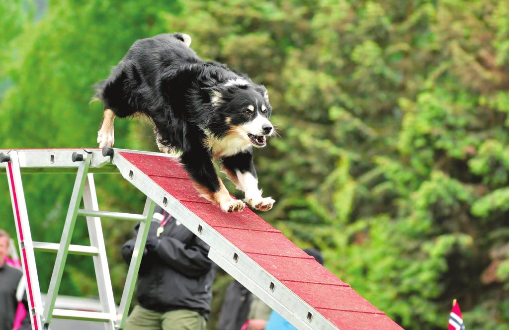 AKTIVITETER MED HUND Aktivieteter med hund Du kan ha mye moro med hunden din!