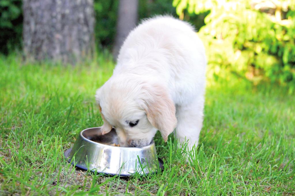 Utgifter forbundet med å ha hund UTGIFTER FORBUNDET MED Å HA HUND Det koster å ha hund. Nedenfor ser du en oversikt over de grunnleggende kostnadene.