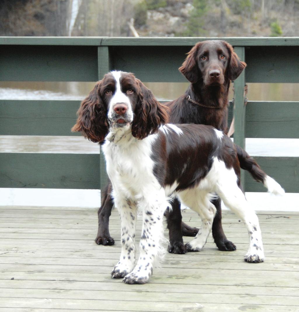 Min situasjon HVORDAN DU BOR For hunden spiller det ikke så stor rolle om den bor på landet eller i byen. Det som er viktig er hvordan hunden blir tatt vare på.